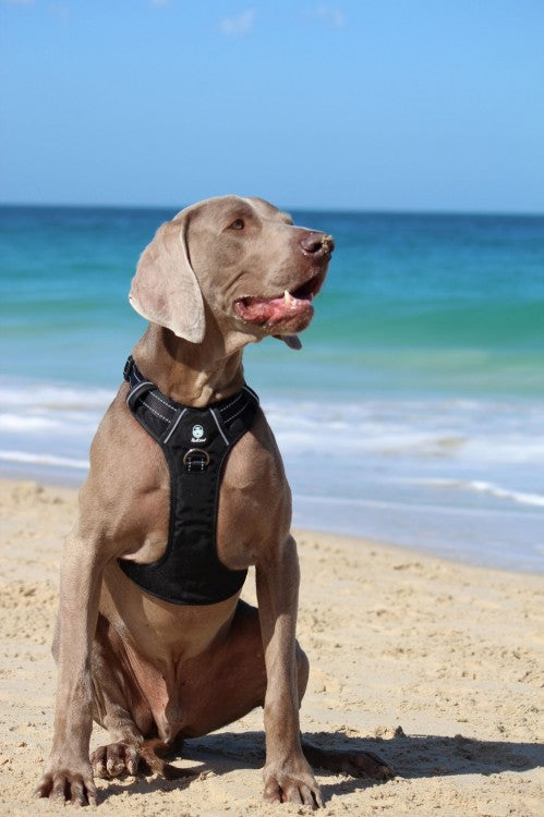 Huskimo Ultimate Harness Dark Sky, GSP dog wearing ultimate black dog harness on the beach.
