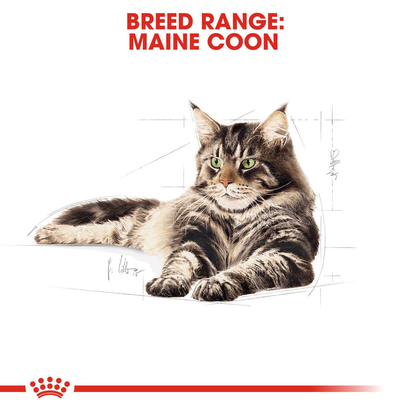 Royal Canin Maine Coon Adult Dry Cat Food, breed specific royal cannin cat food