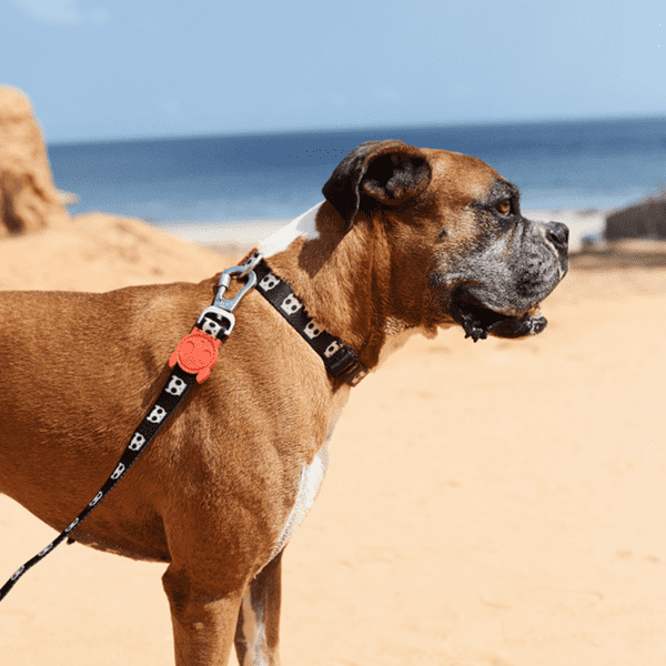 brow boxer dog wearing zee.dog skull black collar and black skull zee.dog lead on the beach, zee.dog skull collar animates, pet essentials napier