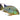 American Cichlids Geophagus Fish for Sale, Pet Essentials Warehouse