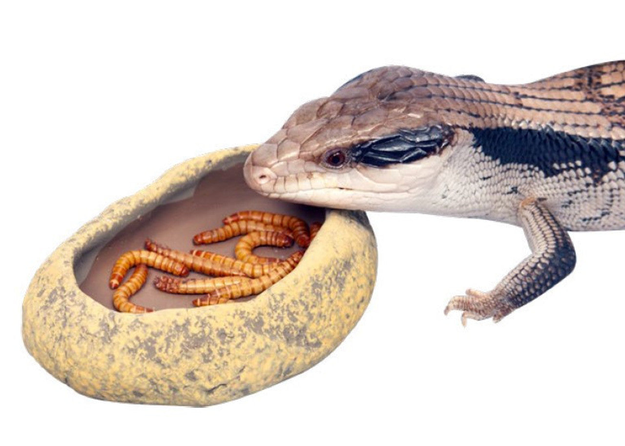 Reptile Feeders & Waterers - Lizard Feeding Dish - Mealworm Feeders