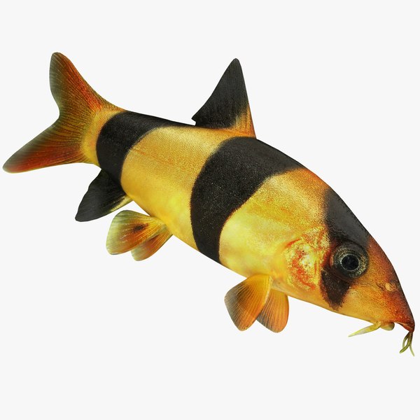 Clown Loach Buy Live Fish Online Pet Essentials Warehouse