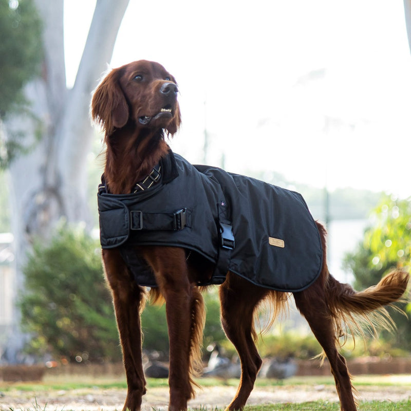 chocolate retriever dog wearing a Huskimo Coat Waxed Cotton Thunder, pet essentials warehouse 
