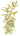 Dwarf Hygrophila Polysperma, Live Plants,  Live Aquatic Plants,  Pet Essentials Warehouse.