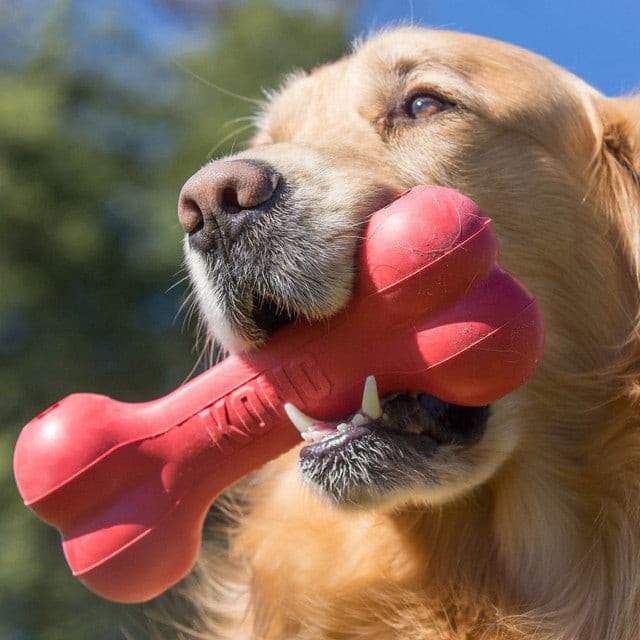 golden lab dog playing with Kong Goodie Bone Classic toy, pet essentials warehouse