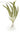 Crypt Crispatula Live Aquatic Plant, Live Plants,  Crypt,  Pet Essentials Warehouse.