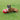 boxer dog playing with a red boomer ball on grass