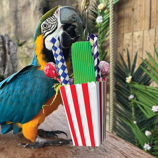 Avian Care Carnival Favour Box, Parrot playing with favour box, Bird toy interactive, toys for birds, Pet Essentials Warehouse