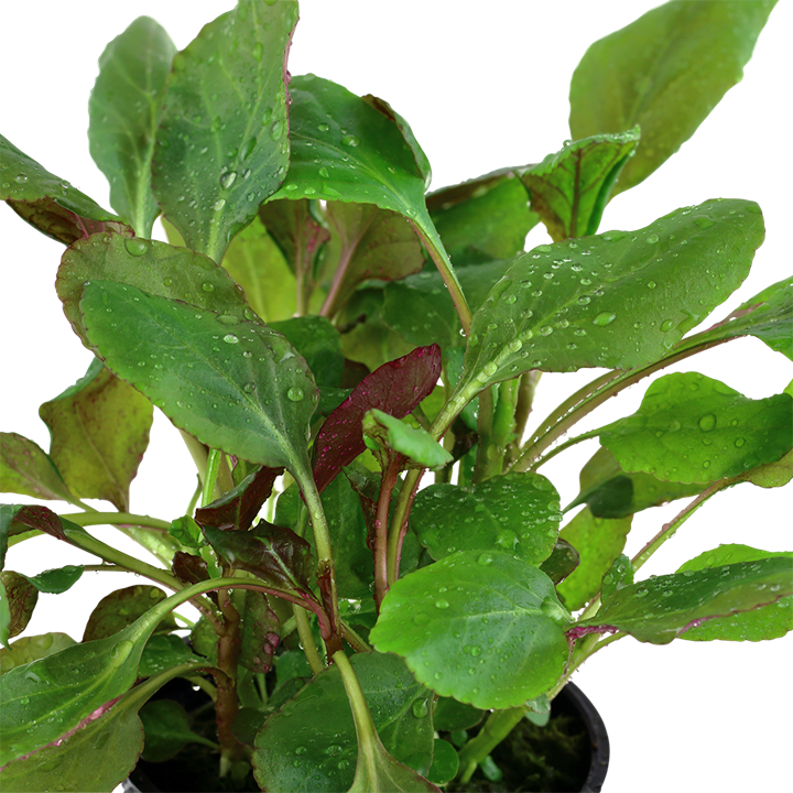 Lobelia Cardinalis leaves, pet essentials warehouse