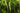 Crypt Crispatula Live Aquatic Plant, Live Plants,  Crypt,  Pet Essentials Warehouse.