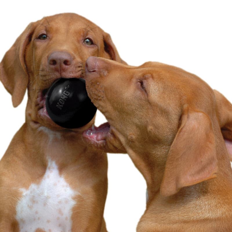 two dogs playing with Kong Extreme Ball Dog Toy, pet essentials warehouse