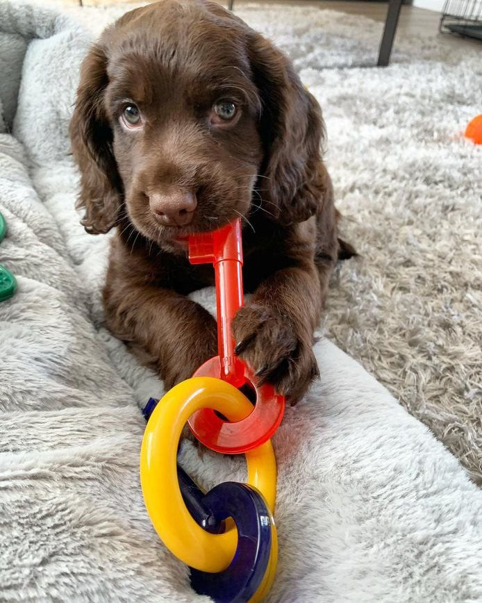 chocolate puppy playing with Nylabone Puppy Chew Teething Keys Dog Toy. pet essentials warehouse