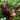 Barthii Sword Live Aquatic Plant, Live Plants,  Live Aquatic Plants,  Pet Essentials Warehouse.