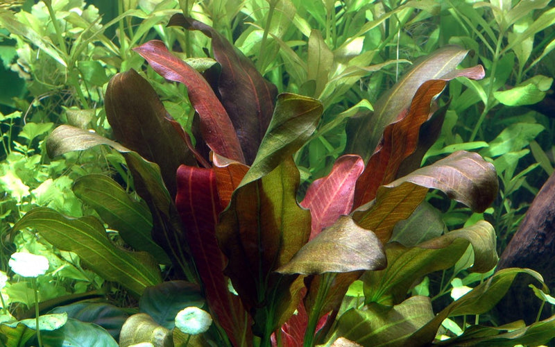 Barthii Sword underwater with red leaves, pet essentials warehouse