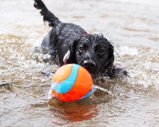 black dog in water with Chuckit! Amphibious Mega Ball Dog Toy, pet essentials warehouse