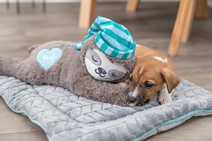 brow and white foxy puppy, pet essentials warehouse