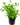 Lindernia Rotundifolia, Live Plants,  Live Aquatic Plants,  Pet Essentials Warehouse.
