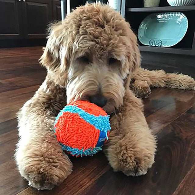 poodle dog playing with Chuckit! Indoor Ball Dog Toy, pet essentials warehouse