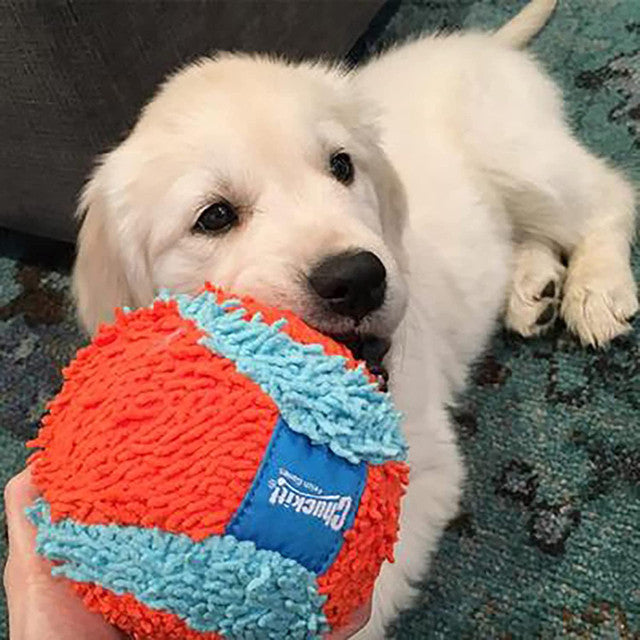 golden lab playing with Chuckit! Indoor Ball Dog Toy, pet essentials warehouse