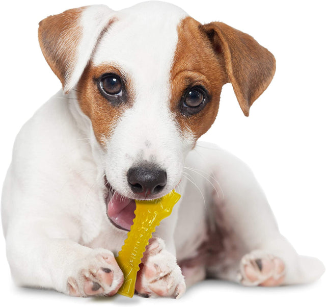 foxterior dog playing with Nylabone Puppy Chill & Chew Freezer Bone Dog Toy