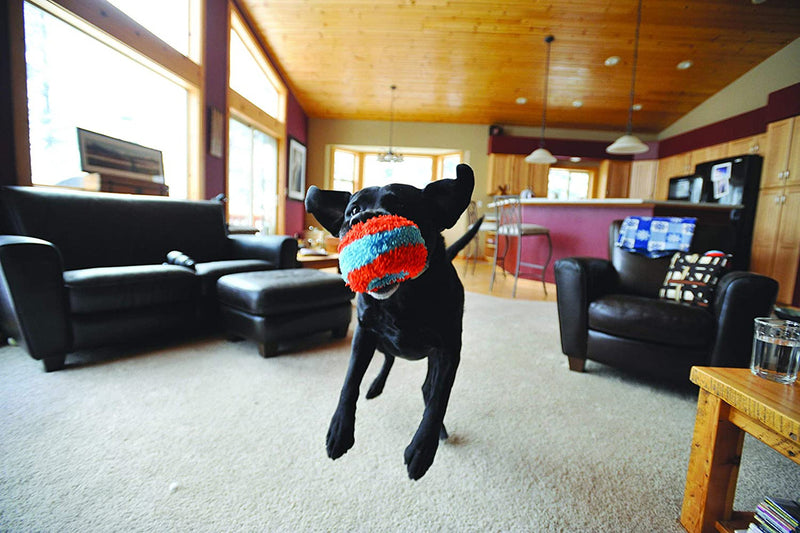 black lab playing Chuckit! Indoor Roller Dog Toy, pet essentials warehouse