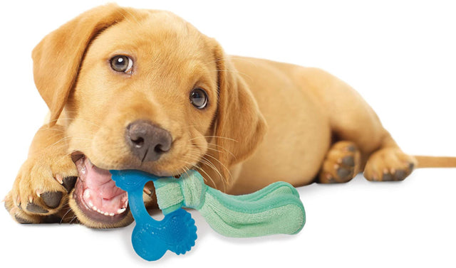 Puppy Chewing on Nylabone Puppy Chew Chill & Chew Dog Toy, Puppy Chew Toy, Pet Essentials Warehouse, Poster