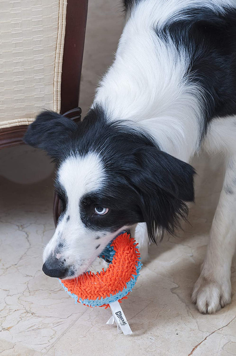 Dog Playing with Chuckit! Indoor Roller Dog Toy, pet essentials warehouse