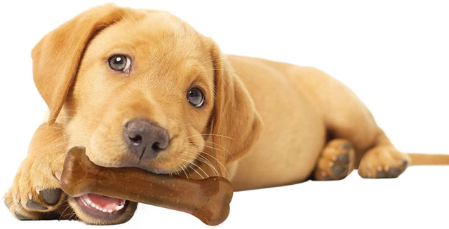 Puppy chewing on Nylabone Puppy Starter Kit Dog Toy, Puppy chew toy, Pet Essentials Warehouse, Poster, Teething puppie
