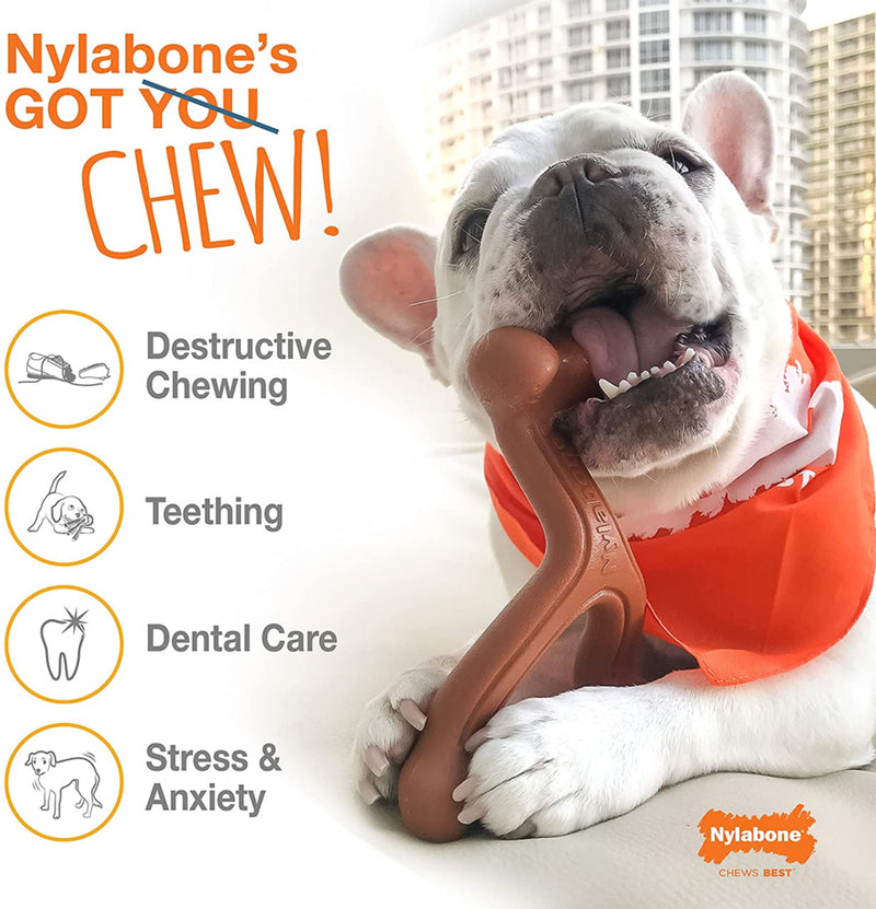 Nylabone Dura Chew Textured Ring, Dental care for dogs, stress and anxiety in dogs, Pet Essentials Warehouse