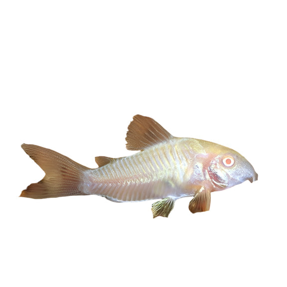 Albino Cory catfish, pet essentials warehouse, pet city