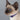 Rogz Alleycat Safeloc Cat Collar, Rogz,  Cat Collars,  Pet Essentials Warehouse.