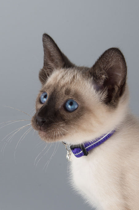 Rogz Alleycat Safelooc Cat Collar, Cat collar, Rogz cat collar, Collar for cats, Pet Essentials Warehouse