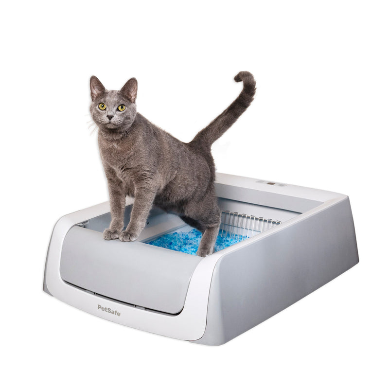 grey cat using Petsafe Scoopfree 2nd Generation Self Cleaning Litter Box