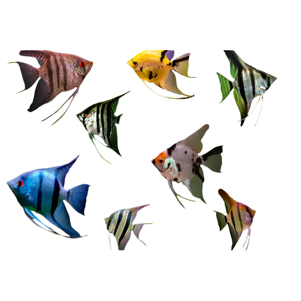 Assorted Angelfish, Assorted angel fish, Live tropical fish, Pet Essentials Warehouse