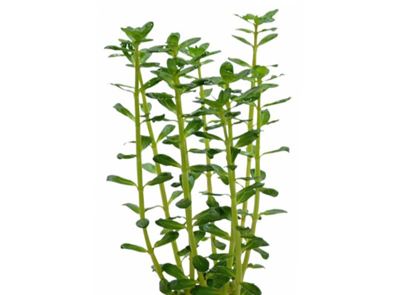 Baby Tears - Bacopa monnieri plant, aquarium live plants, pet essentials warehouse