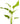 Argentinensis Sword - Echinodorus Argentineans, Live Plants,  Live Aquatic Plants,  Pet Essentials Warehouse.