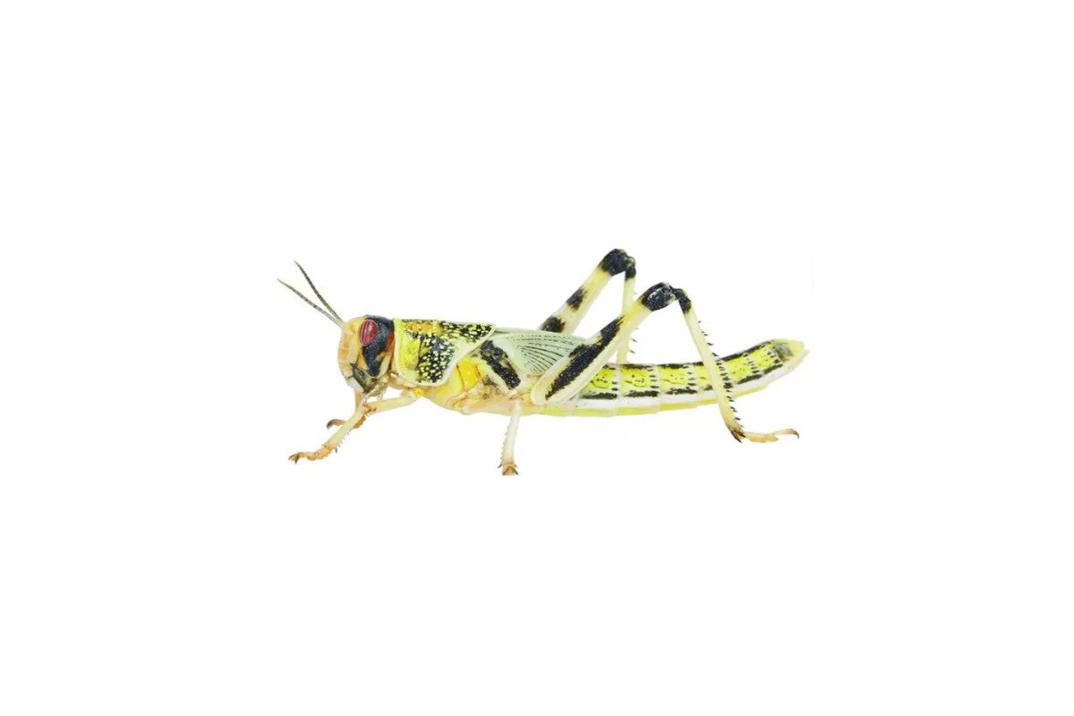 Baby Locusts Live Lizard Food, Live Lizard Food, Pet Essentials Warehouse