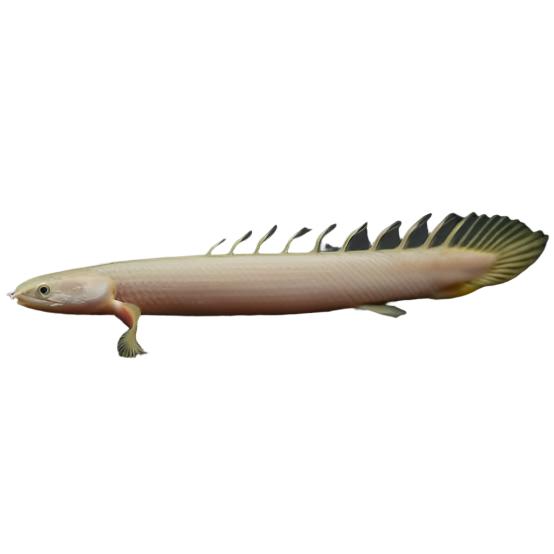 Bichir Polypterus Senegalus, Live fish, Live tropical fish, Bichir, Pet Essentials Warehouse