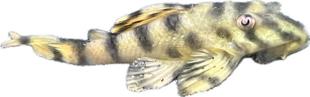 Big Band Tiger Pleco L140, Tree striped pleco fish, pet essentials warehouse