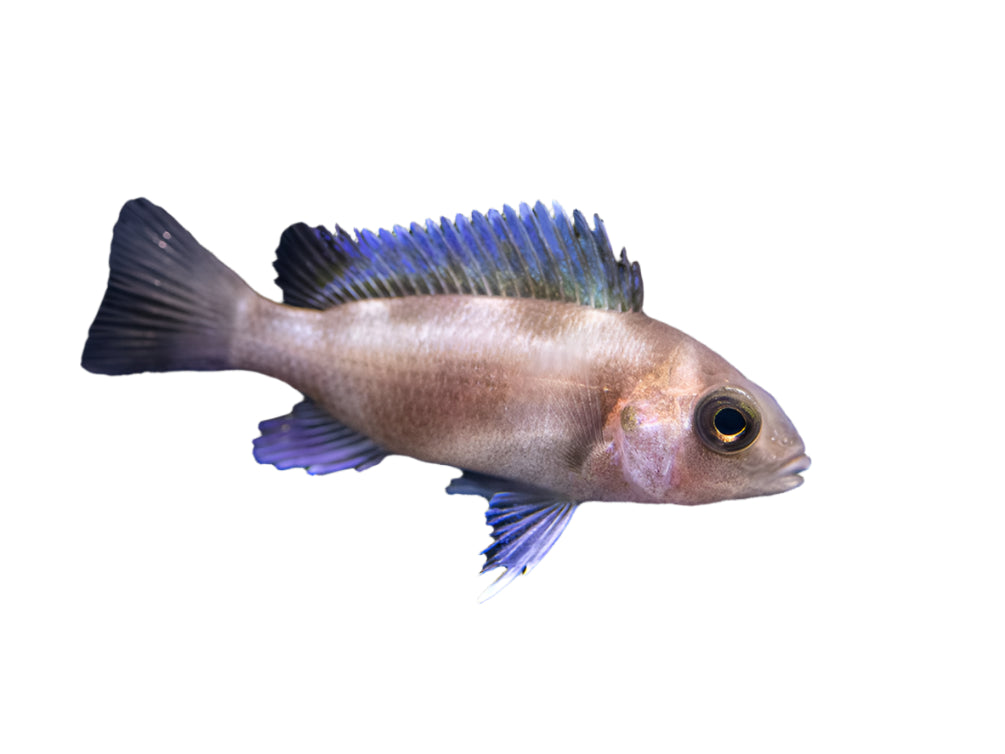 Black Widow Frontosa Small Cichlids, Pet Essentials Warehouse, Pet City