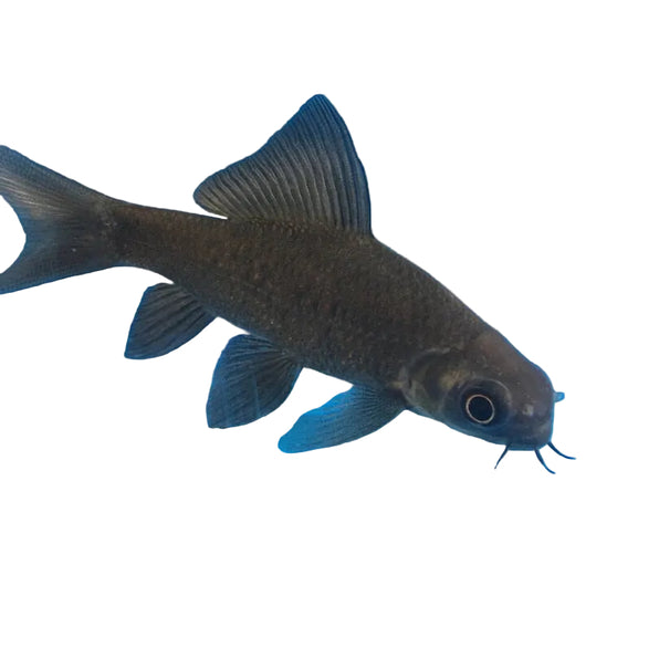 Tropical Shark Fish - Silver Freshwater - Black Shark - Redtail Shark