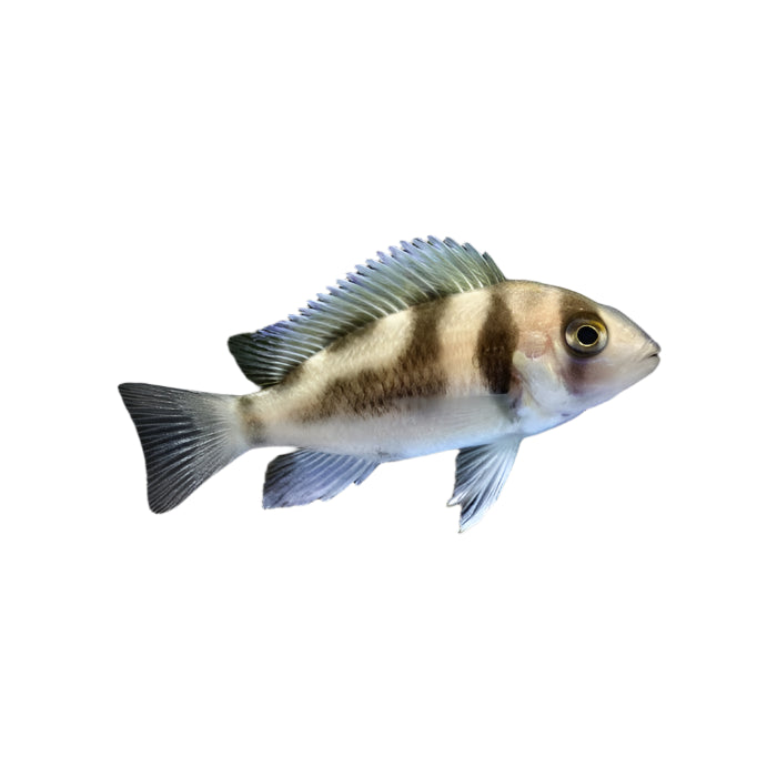 Black Widow Frontosa African Cichlid juvenile, Pet Essentials Warehouse, Pet City