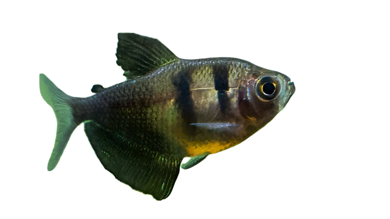 Black Widow Tetra, Live Fish for sale, Pet Essentials Warehouse, Pet Essentials Hastings