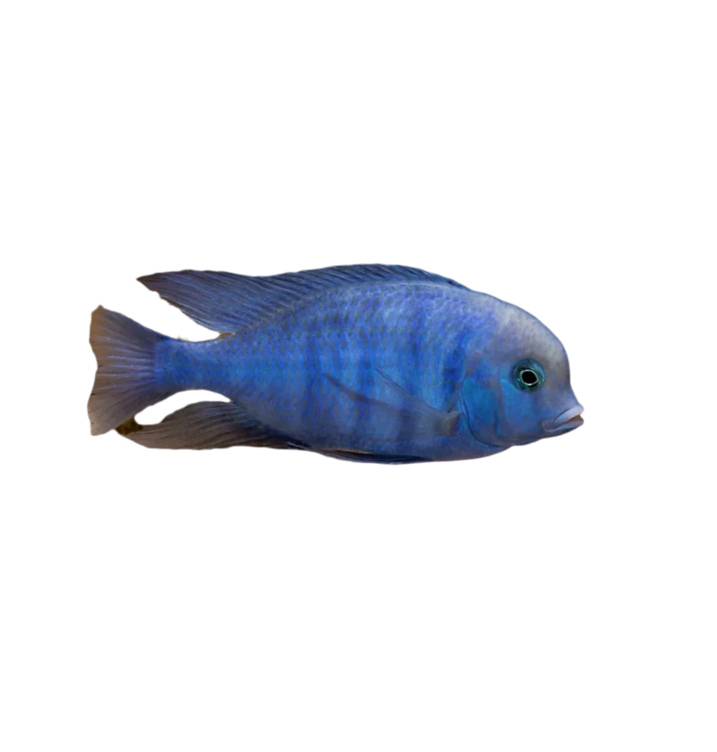 Blue Dolphin Cichlid, Pet Essentials Warehouse, Pet City