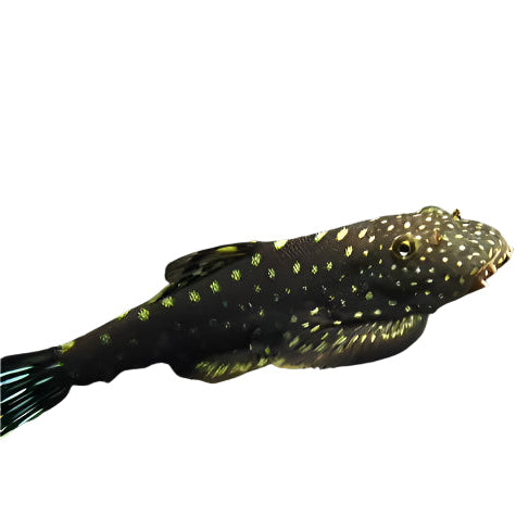 Borneo Sucker - Hillstream Loach