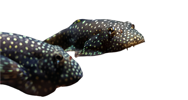 Borneo loach fish, pet essentials warehouse