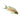 Brichardi Fairy Rift Lake Cichlid, Live Fish,  African Cichlids,  Pet Essentials Warehouse.