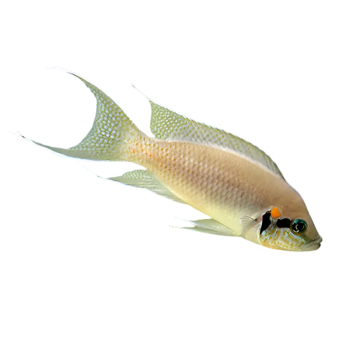 Brichardi Fairy Rift Lake Cichlid, Pet Essentials Warehouse, Pet City