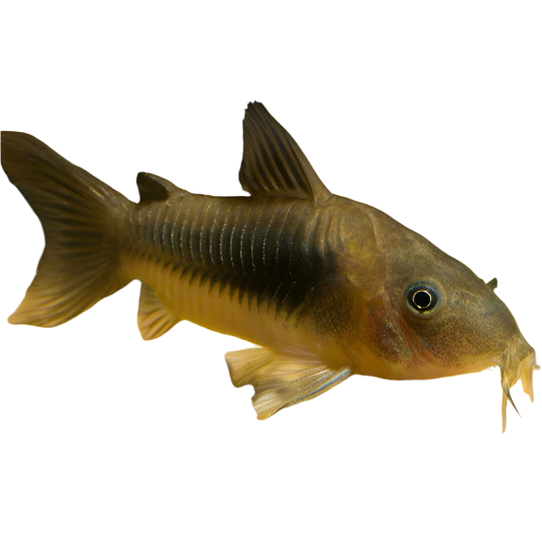 Bronze Cory Catfish, Pet Essentials Warehouse, Pet City, Bottom feeding catfish