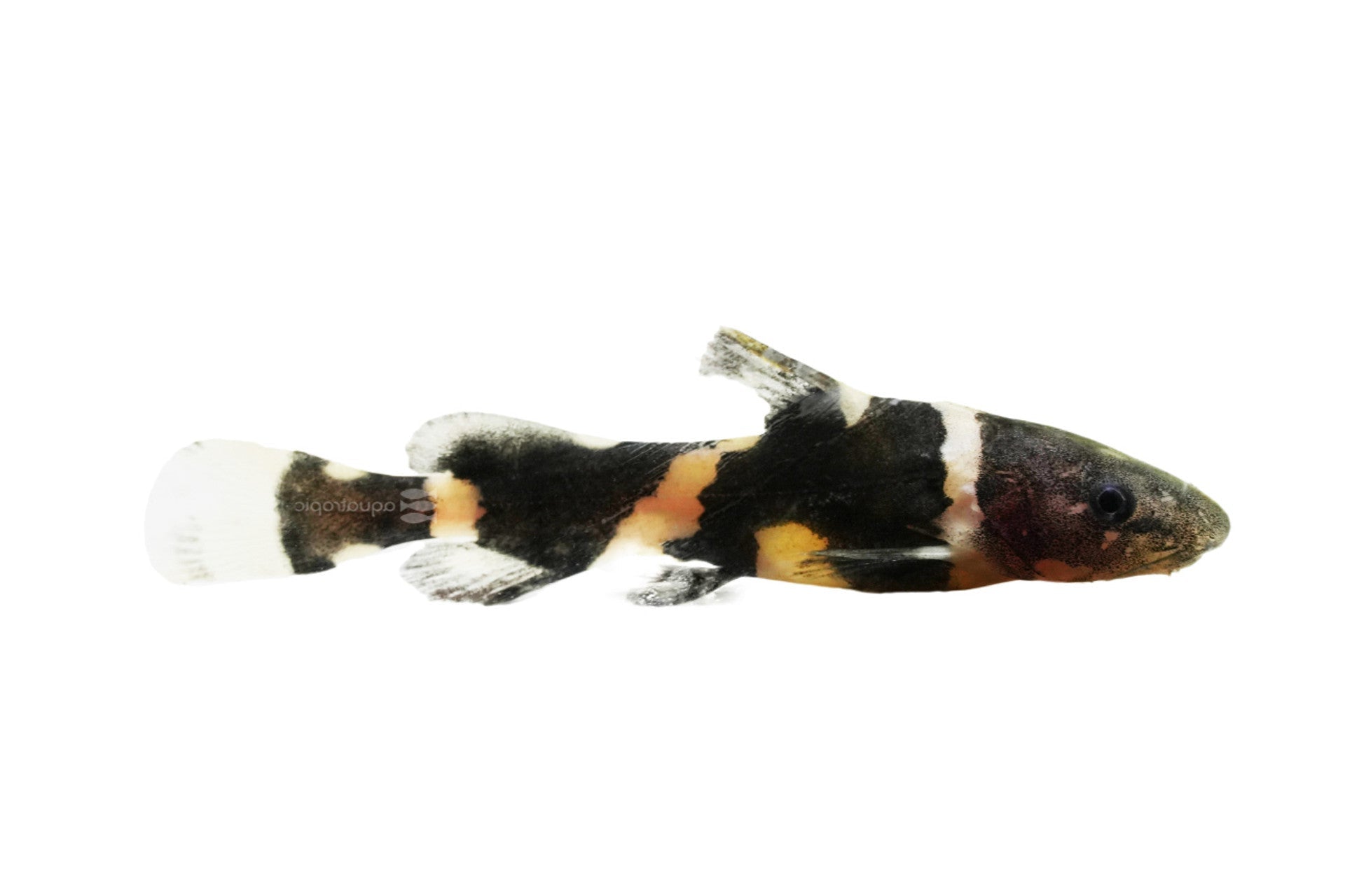 Bumble Bee Catfish, Pet Essentials Warehouse